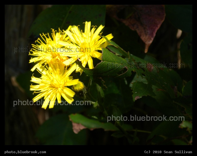 Little Yellow Flowers - Conomo Point Road, Essex MA