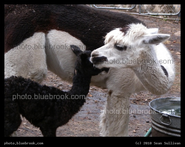 New Cria - An alpaca and her one day old cria