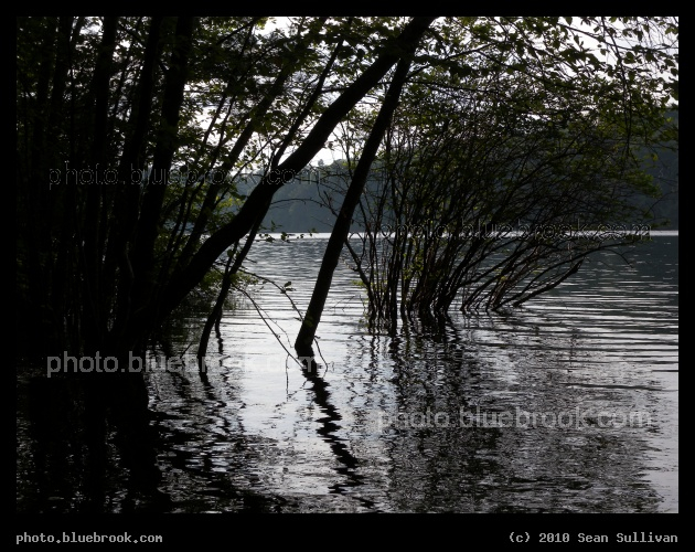 Walden Silhouette - Walden Pond, Concord MA