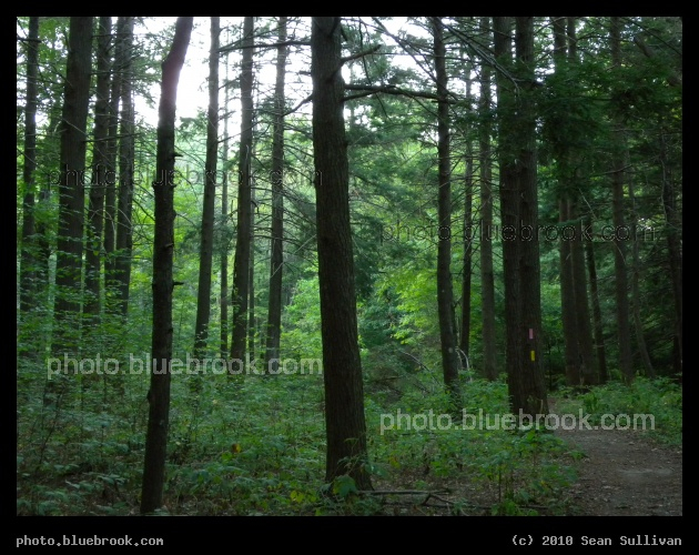 Virginia Wood Trail - Middlesex Fells Reservation, Stoneham MA