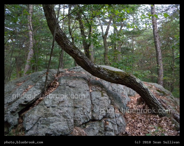 Meandering Tree - Middlesex Fells Reservation, Medford MA