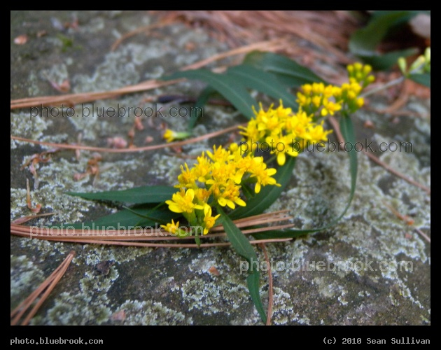 Flowers on a Rock - Middlesex Fells Reservation, Medford MA