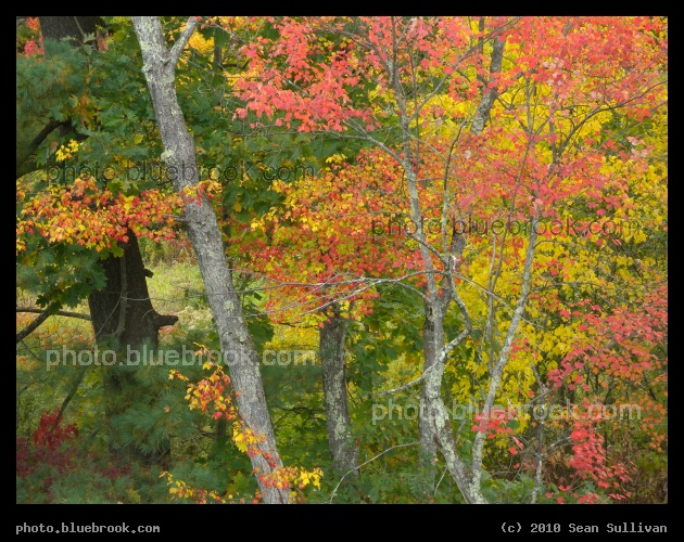 Autumn Splendor - Grafton MA