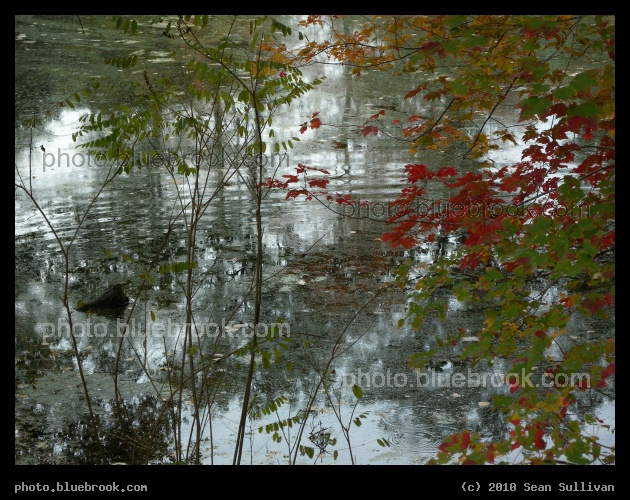 Silvery Autumn - Autumn leaves over a pond at the Wellesley Farms MBTA commuter rail station, Wellesley MA