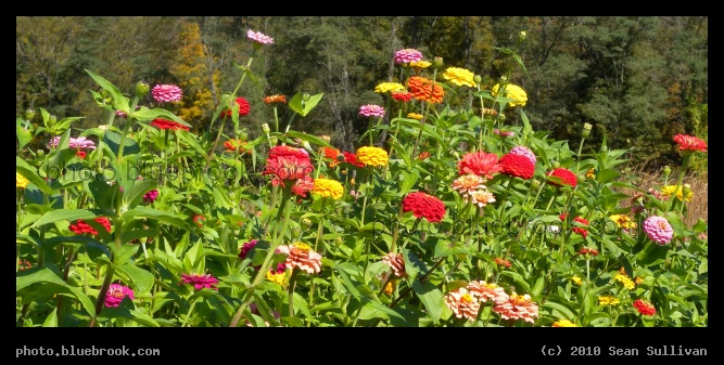 Fairy Garden - A garden at the Chelsea Royal Diner, Burlington VT