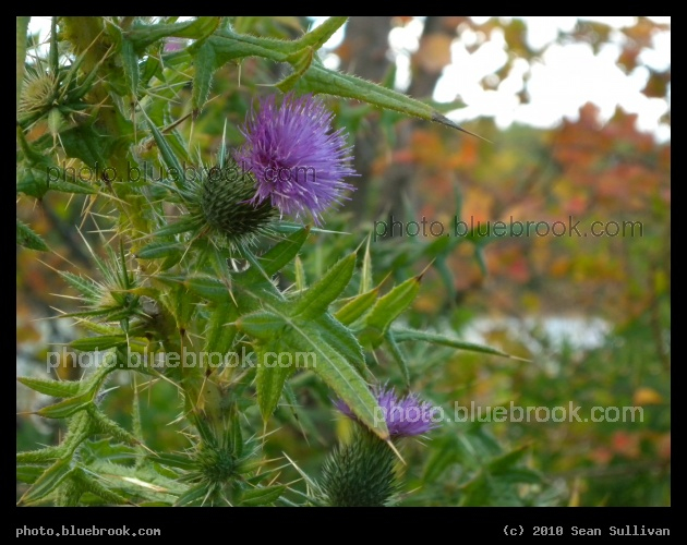 Thistle in Autumn - Newton MA