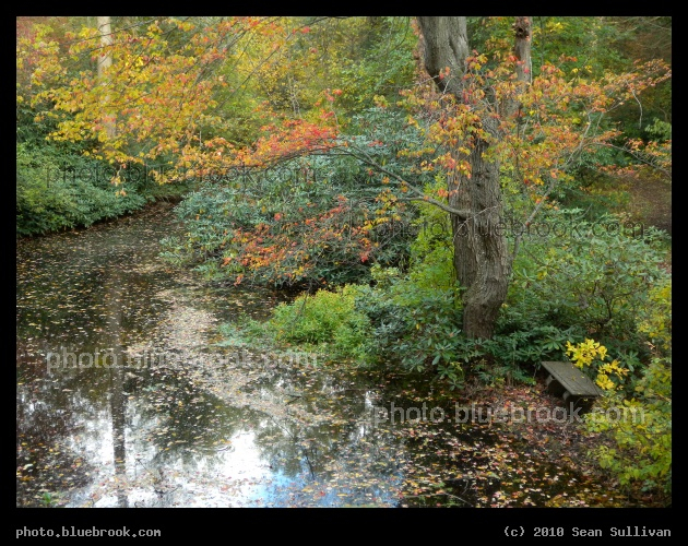 Speckles and Reflections - Houghton Garden, Newton MA