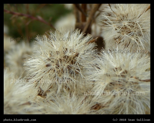 Soft Fluffballs - Newton MA
