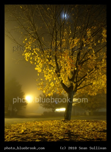 Moon over Fallen Leaves - Carlisle, PA
