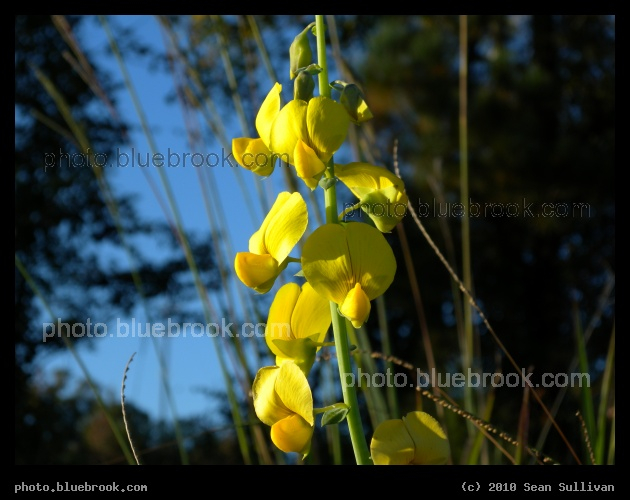 Flowers of Columbia - North of Columbia, SC