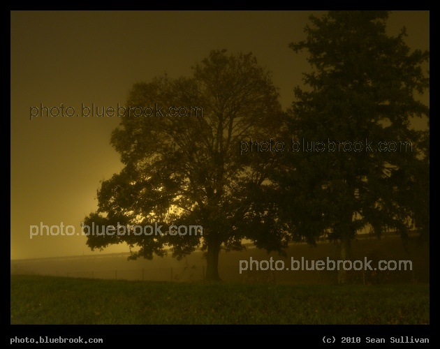 Pair of Trees in the Fog - A foggy evening in Carlisle, PA