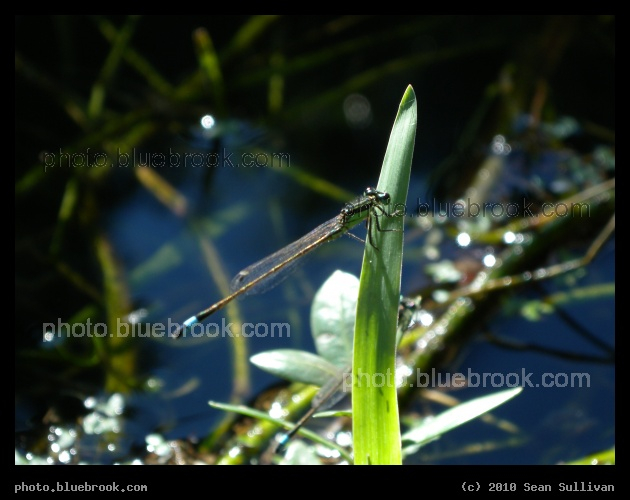 Damselfly on a Leaf Blade - Port St. John, FL