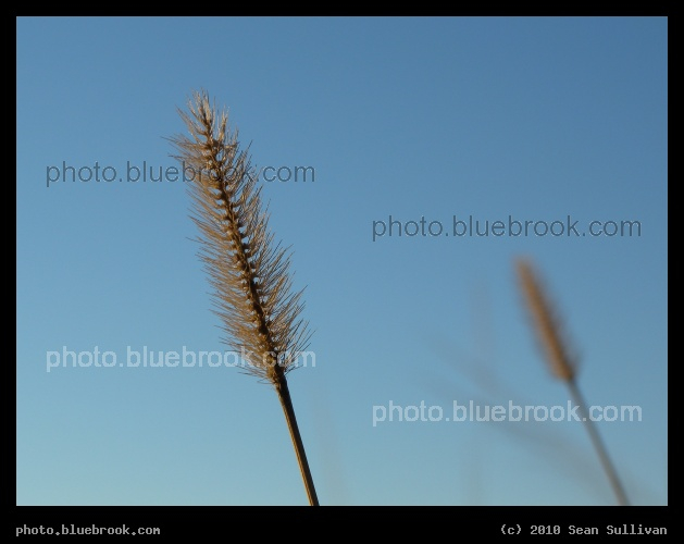 Focus - Melbourne, FL