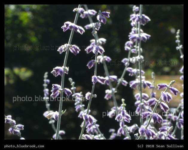West Virginia Flowers - Near Marlowe, WV