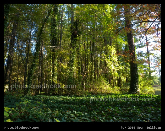 Fayetteville Landscape - Fayetteville, NC