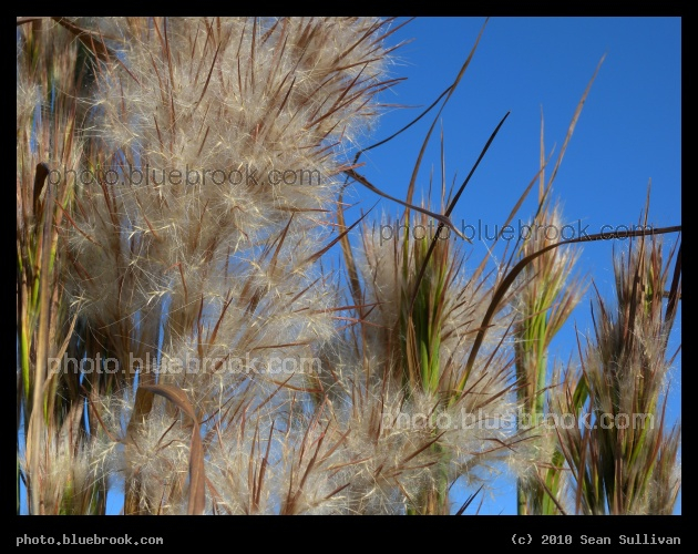Seed Heads Against a Blue Sky - South Carolina