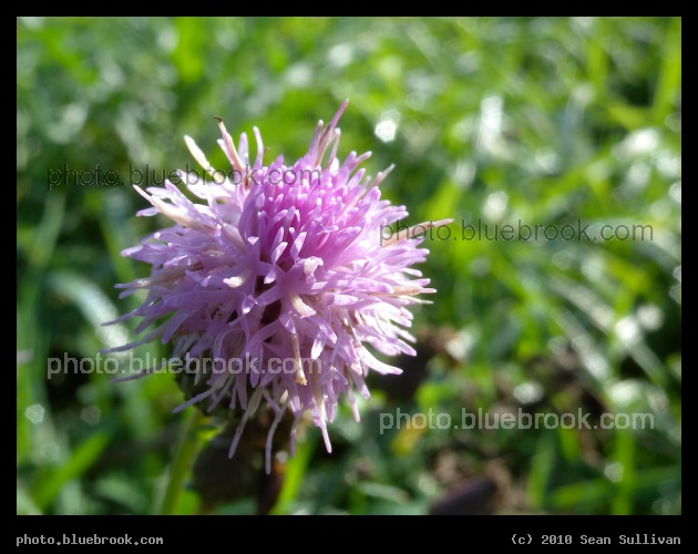 Pennsylvania Wildflower - Carlisle, PA