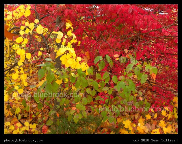 Tricolored Trees - Southington CT