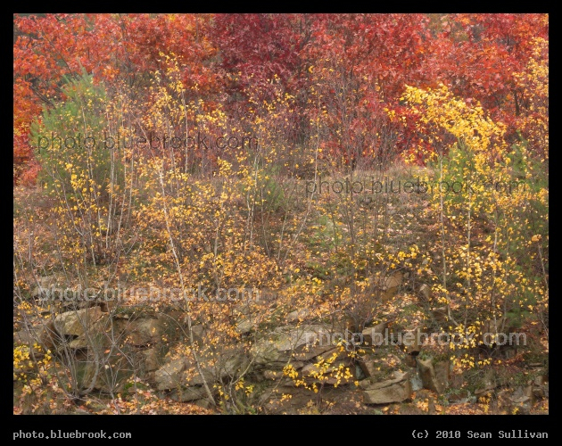 Roadside Autumn - At the Westborough service plaza on Interstate 90, Westborough MA