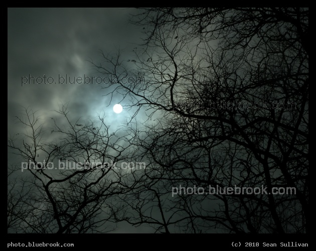 Sun in the Trees - Near Springfield, OH