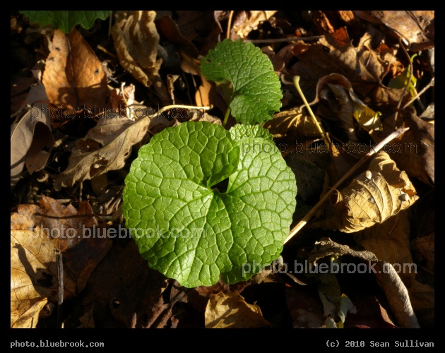Renewal - Carlisle, PA