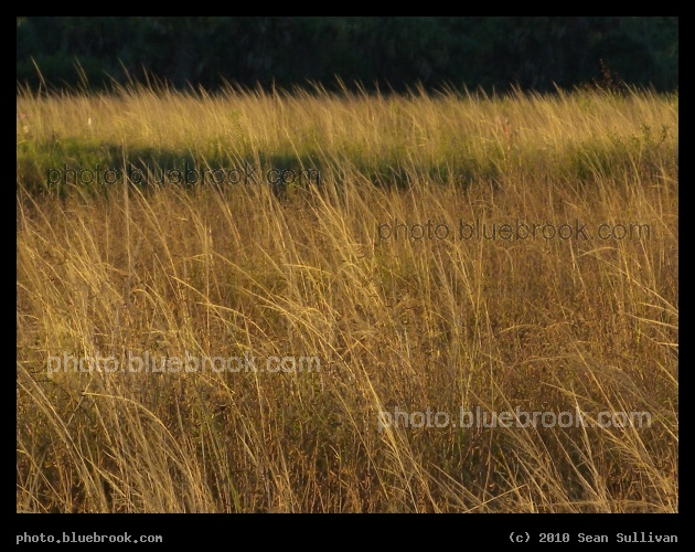 Field in the Morning - Melbourne FL