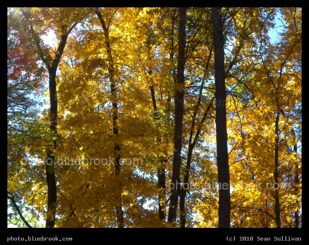 Gilded Wood - Near Marlowe, WV