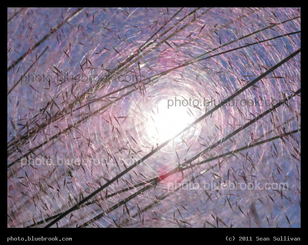 Sun through the Pink Plant - Eau Gallie, FL