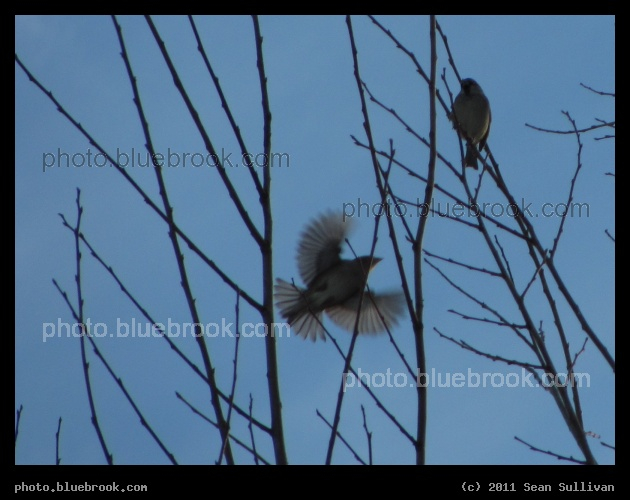 Sparrow in Flight - Along the banks of the Muddy River, Brookline MA