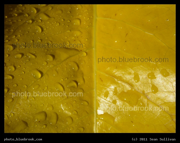 Dew on a Yellow Leaf - Morning dew on a large tropical leaf, Satellite Beach FL