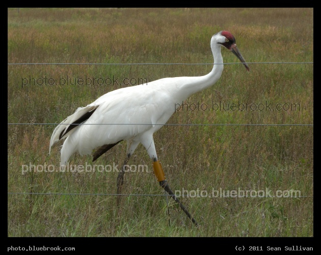 Whooping Crane - Florida