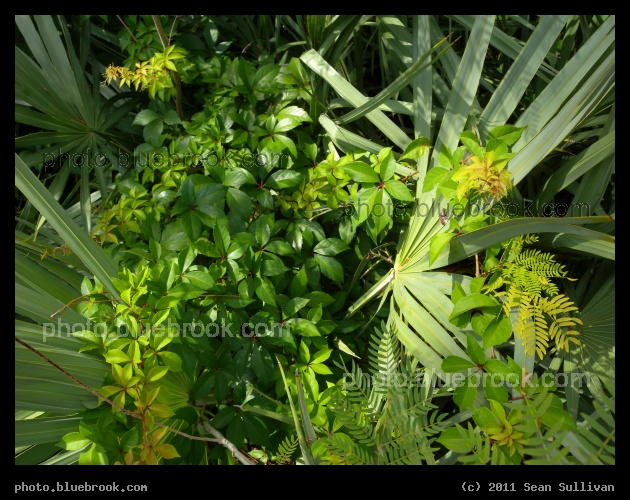 Tropical Foliage - Satellite Beach, FL