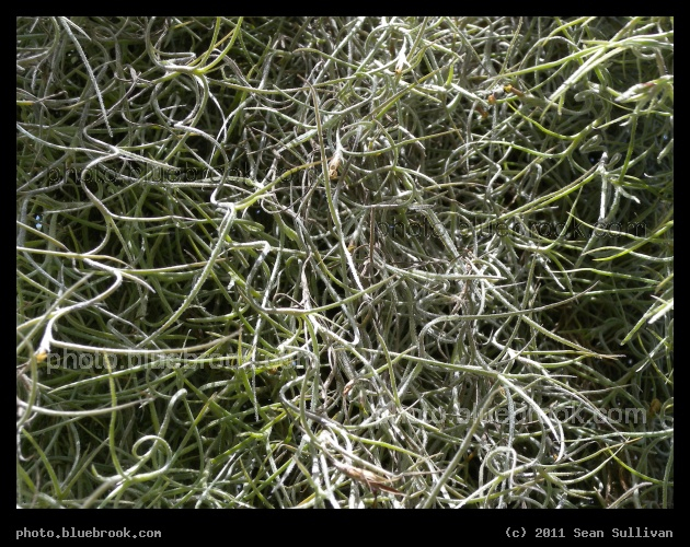 Spanish Moss Detail - Eau Gallie, FL