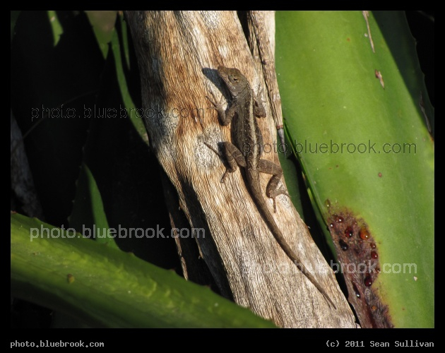 Attentive Anole - Bradenton FL