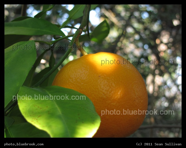February Orange - Bradenton FL