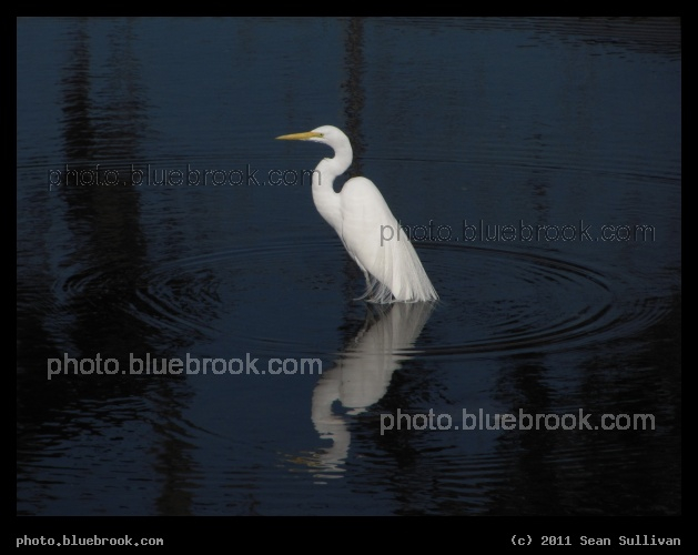 Egret Morning - Bradenton FL
