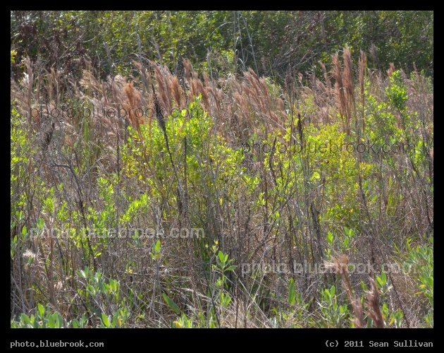 Florida Brush - Kennedy Space Center, behind the pipeline southwest of launch pad 39-A