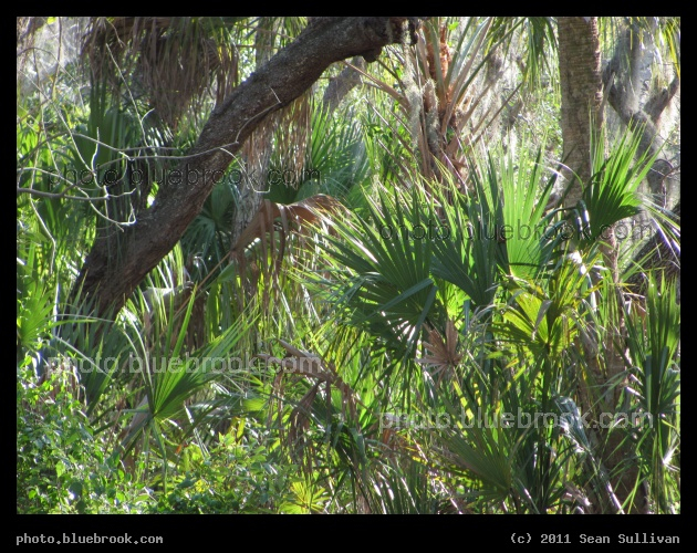 Bradenton Wilds - DeSoto Park, Bradenton FL