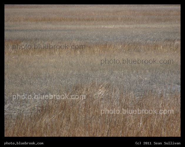 Layers of Grasses - Bands of color among layers of grasses in a marsh at the Eastern Shore of Virginia National Wildlife Refuge