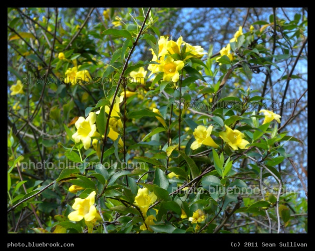 Flowers of Volusia - Daytona Beach, FL