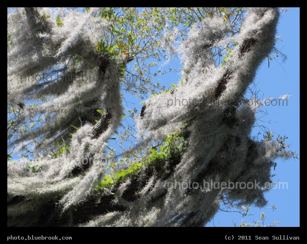 Blowing Spanish Moss - Erna Nixon Park, Melbourne FL