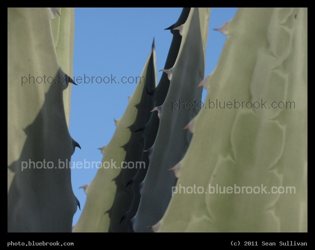 Spined Succulents - Melbourne FL