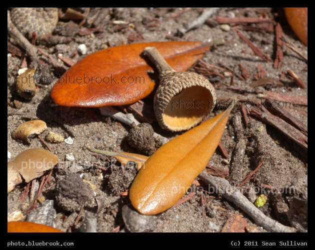 Acorn Cap - Bradenton FL