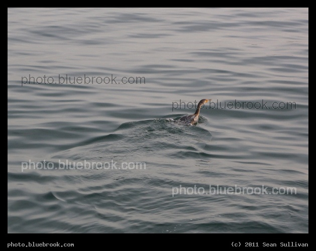 Fluid Flight - Chesapeake Bay at Kiptopeke State Park, VA