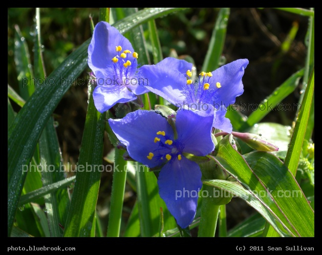Purple Flowers - Daytona Beach, FL