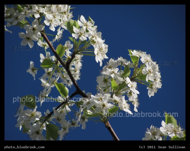 South Carolina Spring - Florence SC