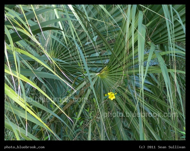 Fronds and Flowers - Erna Nixon Park, Melbourne FL