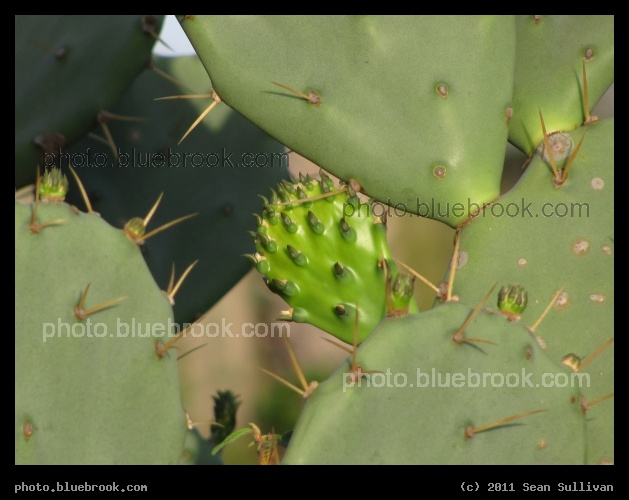 New Growth - Melbourne, FL