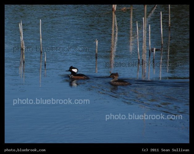Merganzers - A pond at a rest stop on I-95, St Johns County, FL