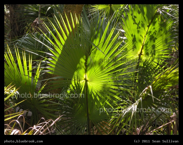 Fan of Fronds - A palmetto at Erna Nixon Park, Melbourne FL